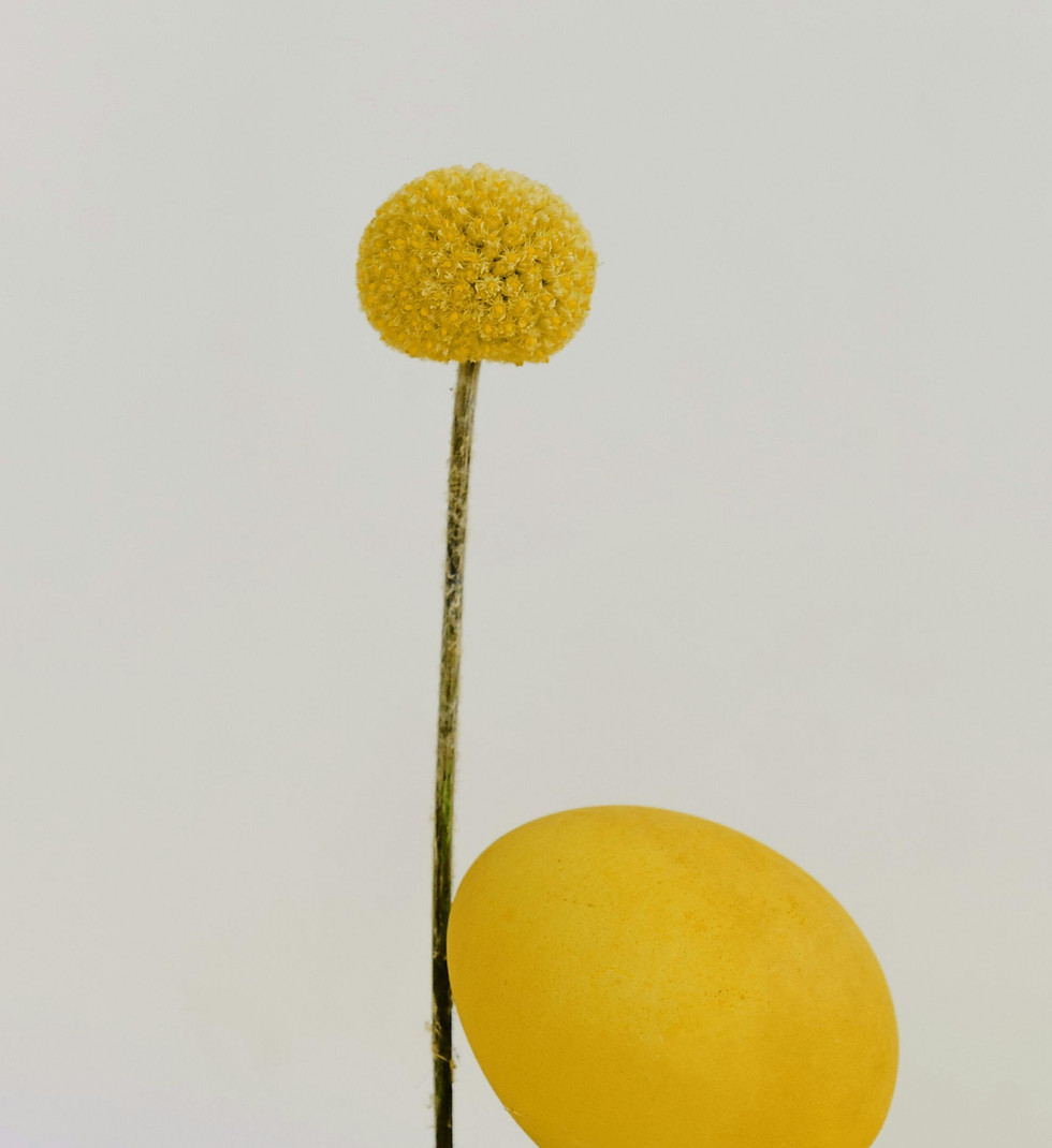 Yellow Flower Still Life