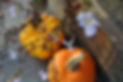 Thanksgiving Pumpkins