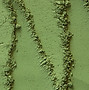 Grüne Pudertextur