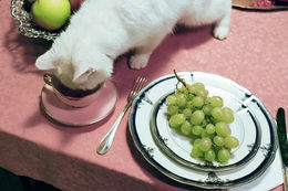 Mèo thích ăn gì? (phần 2)