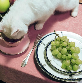 Cat at Dinner Table