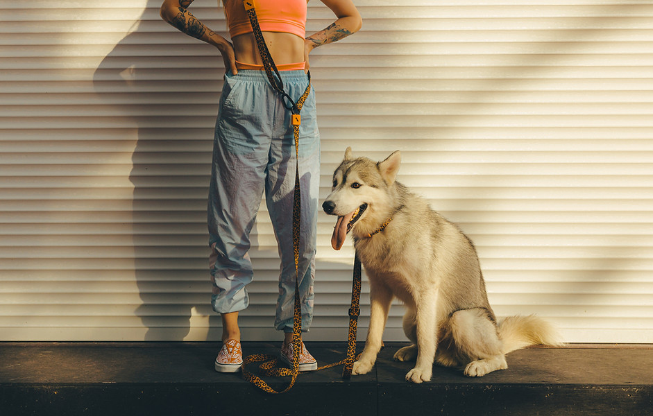 Dog and Owner