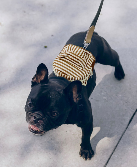 Dog With Backpack