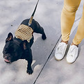 Hund mit Rucksack