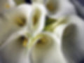 Bouquet of Calla Lilies