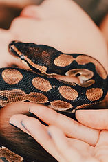 Serpiente