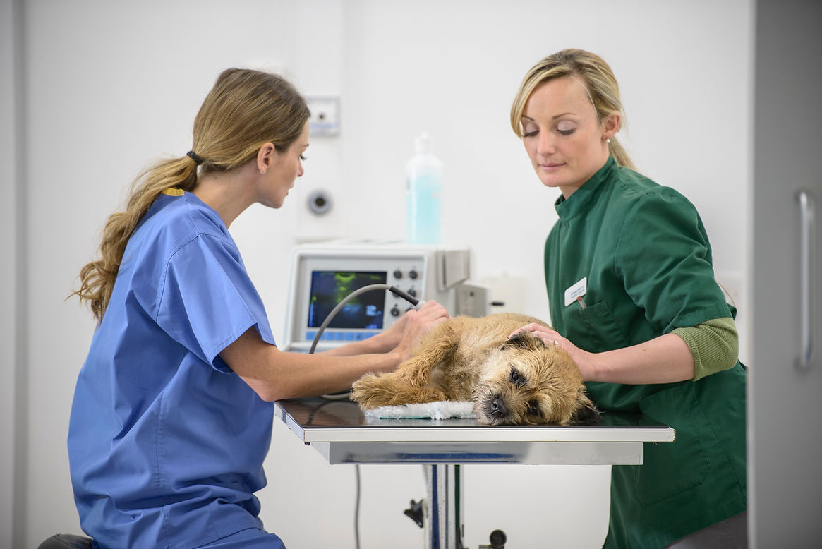 Vets performing ultrasound on dog in veterinary surgery