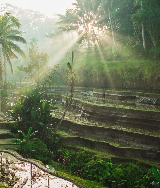 Atoreia hotel template - local rice paddy field