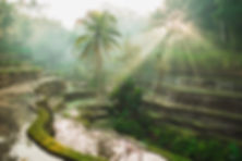 Paddy field