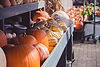 Pumpkin Market Display
