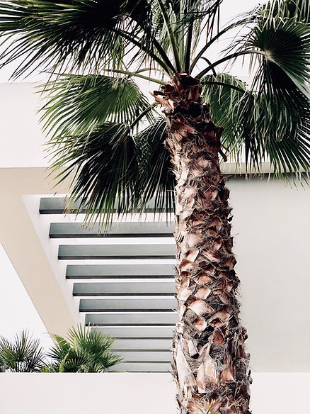 Palm Tree