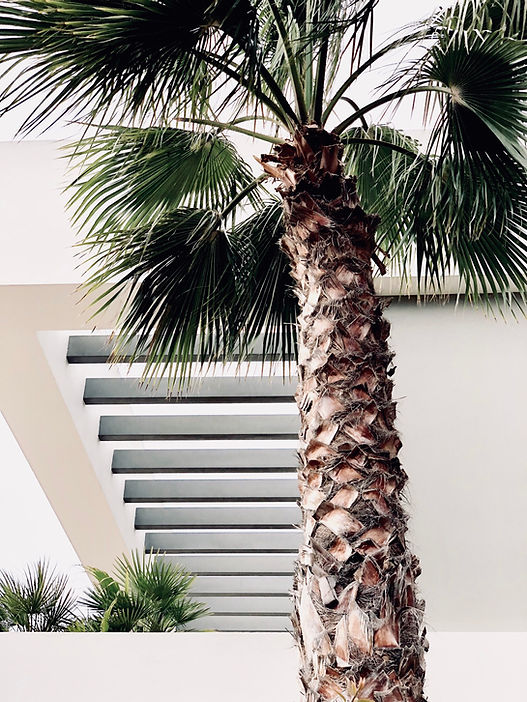 Palm Tree