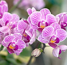 Orchidées roses