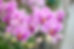 Pink orchids