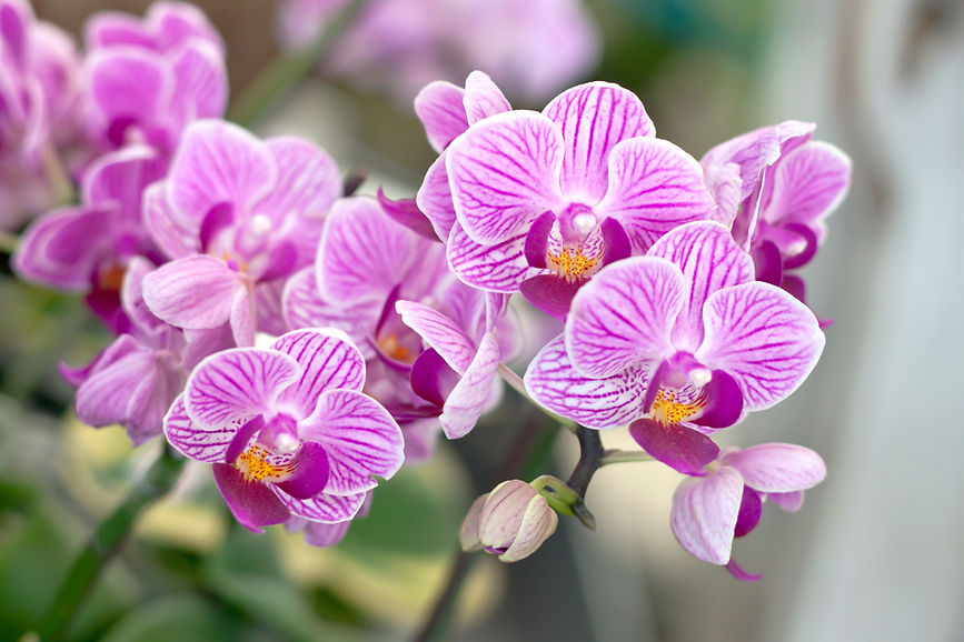 Pink orchids