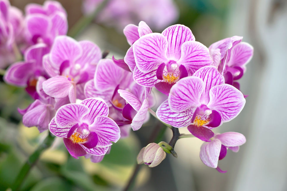 Pink orchids
