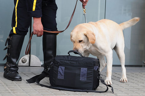A trained sniffer dog examining a passenger's bag