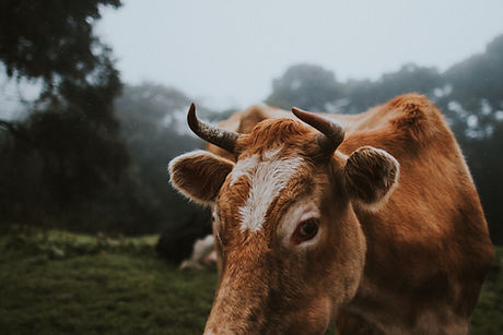 vaca