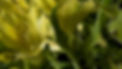 Wet Flower