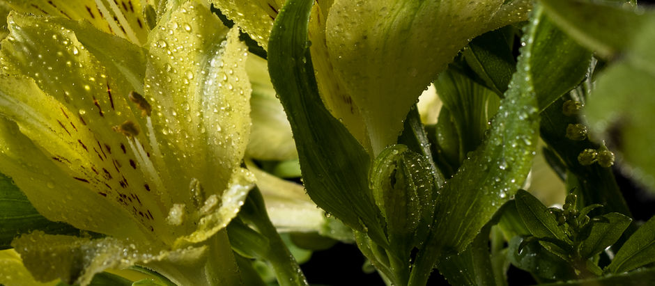 green lily wet