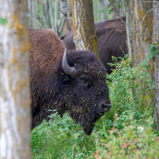 The Changing Protections of Bison Under the Trump Administration
