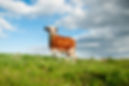 Free Range Cow
