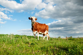 Free Range Cow