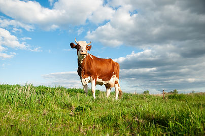 Free Range Cow