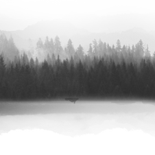 The Art of Observation: Finding Peace in Gentle Distractions