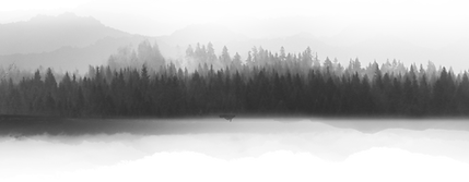 Misty Forest Silhouette