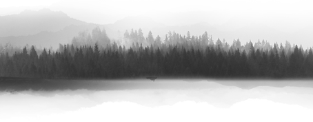 Misty Forest Silhouette