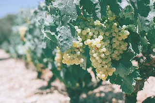 Jesus the True Vine