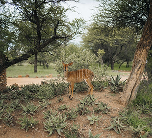 Wildlife