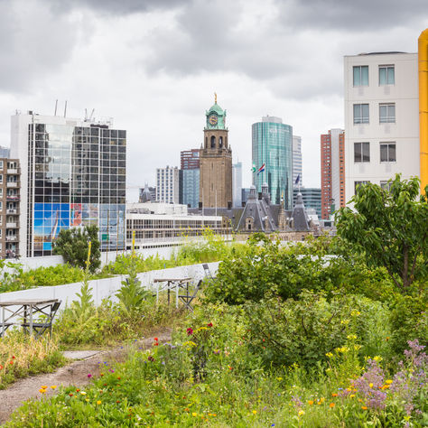The gardening trends of 2024 that we're excited for