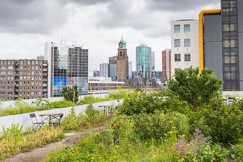 Rooftop Garden