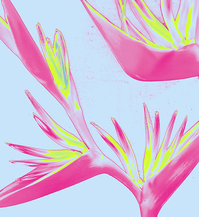 Tropical Flowers Art