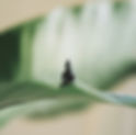 Statue de Bouddha sur feuille