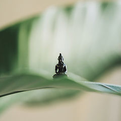 Buddha statue on leaf