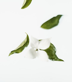 White Flower