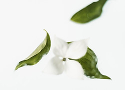 喪失, グリーフセラピー, カウンセリング