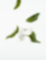 White Flower