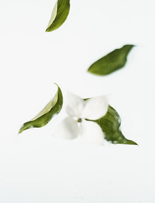 白い花