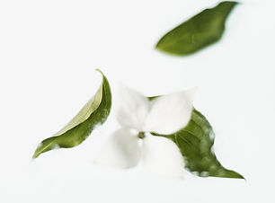 白い花