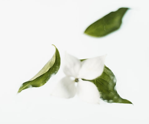 White Flower