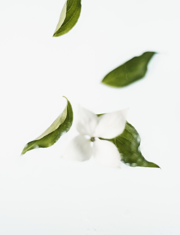 白い花