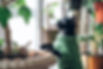 Cat in a Green Vest