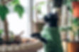 Cat in a Green Vest
