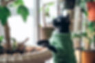 Cat in a Green Vest