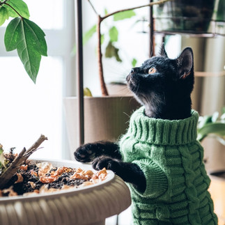 Black cat wearing a sweater looking up at a plant