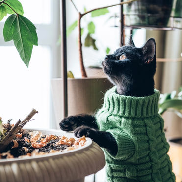 Should We Make Our Pets Vegan?